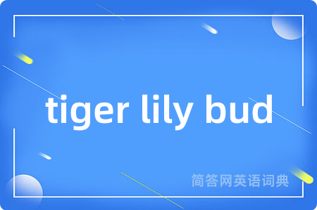 tiger lily bud