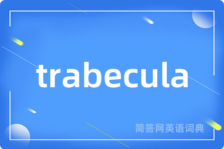 trabecula