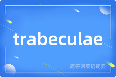 trabeculae