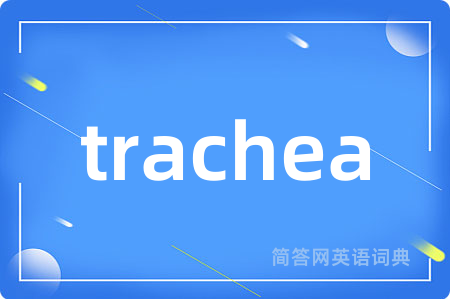 trachea