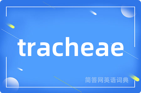 tracheae