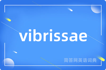 vibrissae