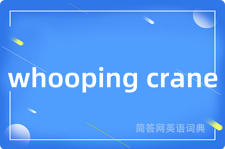 whooping crane是什么意思,whooping crane的中文翻译 whooping crane