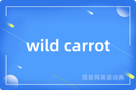 wild carrot