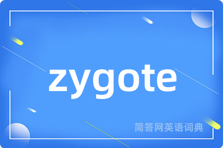 zygote